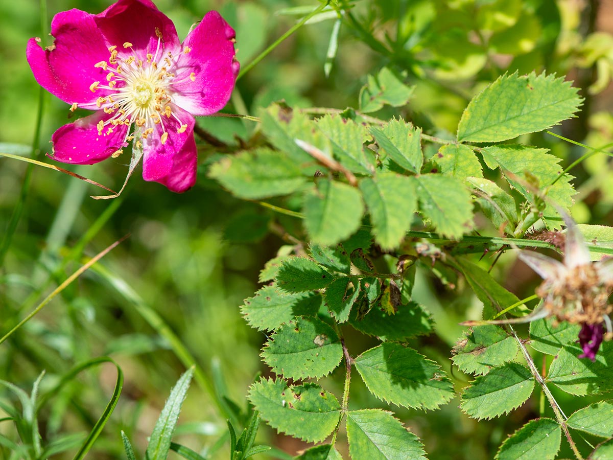 Bl&uuml;te, Bl&auml;ttchen